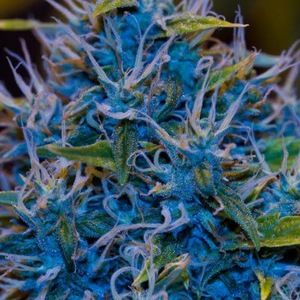 Meet your Posher, Dylan